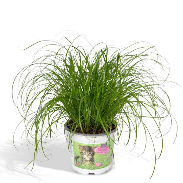 Katzengras Cyperus alternifolius Zimmerpflanze Ø12cm ↕20cm – pflegeleichte Grünpflanze für Wohnzimmer, Büro & helle Standorte kaufen