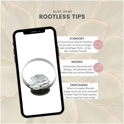 Sukkulente – Echeveria lilacina ROOTLESS – Ø20cm Deko-Tischstandard Schwarz – Zimmerpflanze ohne Wurzeln – Pflegeleichte Schnitt-Sukkulente als Tisch- & Eventdeko