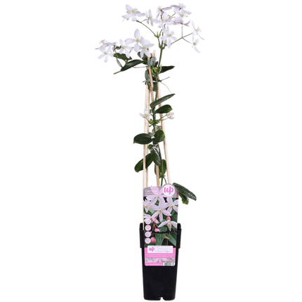 Waldrebe Clematis armandii Apple Blossom – Immergrüne Clematis – Hellrosa Blüten – Ø15cm – ↕65cm Kletterpflanze – Duftende Blüten – Wintergrün