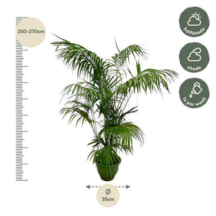 Kentia-Palme – Howea forsteriana – Zimmerpflanze 260cm – Ø35cm – XXL-Palme mit eleganten dunkelgrünen Wedeln – Exklusive Kübelpflanze für Wohnzimmer, Büro & Wintergarten – Pflegeleicht