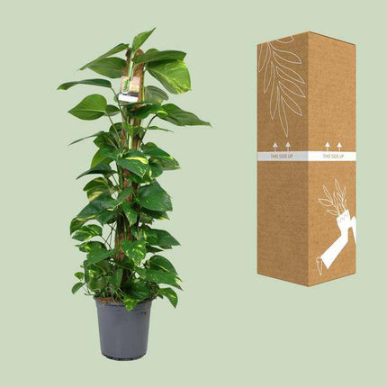 Efeutute Scindapsus Epipremnum – Zimmerpflanze – Ø24cm 120cm hoch – Pflegeleichte Kletterpflanze mit leuchtend grünem Laub – Ideal für Halbschatten – Fabien Pflanzen