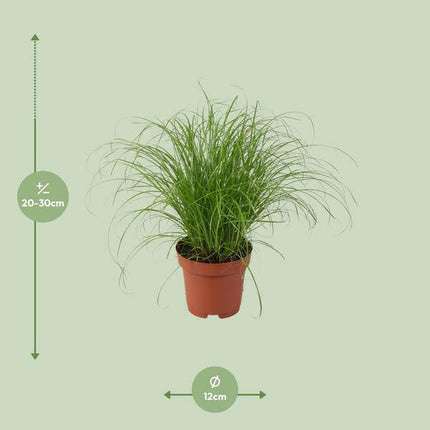 Wechselblättriges Zyperngras – Cyperus Alternifolius Zumula – Schirmgras – Zimmerpflanze – Ø12cm – ↕28cm – pflegeleicht & luftreinigend