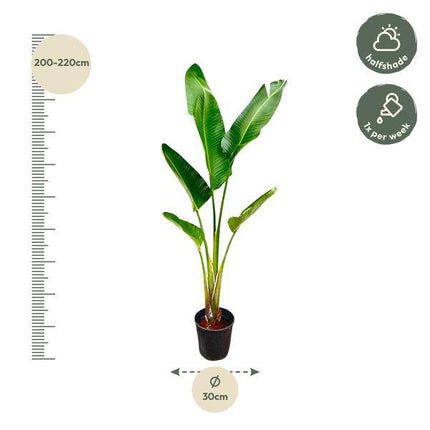 Baum-Strelitzie – Strelitzia Augusta – Zimmerpflanze – 210cm – Ø30cm – Weißer Paradiesvogel mit großen Blättern für Wohnzimmer und Büro