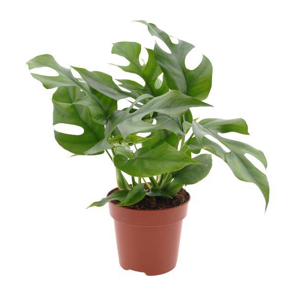 Fensterblatt – Monstera Minima – Zimmerpflanze – Ø12cm – Höhe ca. 25cm – Tropische Kletterpflanze mit gespaltenen Blättern