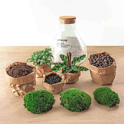 Flaschengarten – DIY Terrarium Sammie – ↕27cm – Selbstversorgendes Pflanzen-Terrarium mit Fittonia & Calathea – Inkl. Glasgefäß, Moos, Erde & Anleitung – Mini-Ökosystem zum Selberbauen