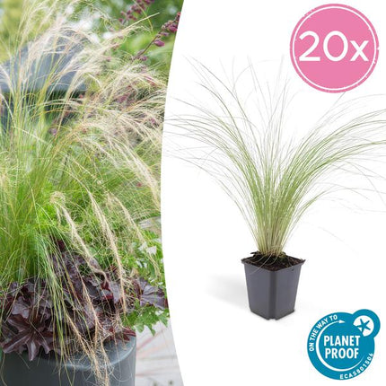 Federgras Stipa tenuissima 'Pferdeschwänze' – 20 Pflanzen – Ziergras 10–25 cm – Ø9 cm – Luftig & Verspielt – Mai–September Blüte – Sonne