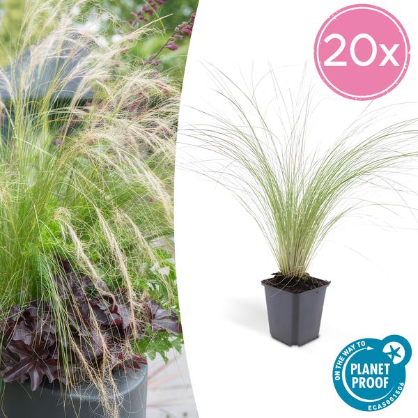 Federgras Stipa tenuissima 'Pferdeschwänze' – 20 Pflanzen – Ziergras 10–25 cm – Ø9 cm – Luftig & Verspielt – Mai–September Blüte – Sonne