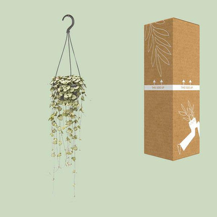 Leuchterblume Ceropegia woodii – Zimmerpflanze – Ø14cm – ↕50cm – pflegeleichte Hängepflanze mit dekorativen Ranken – ideal für Wohnzimmer, Büro & Fensterbank