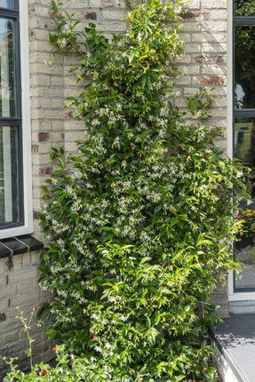 Sternjasmin Trachelospermum 'Star of Venice' – Weiß – Immergrüne Kletterpflanze – ca. 65cm Höhe – Duftender mediterraner Jasmin für Terrasse & Balkon