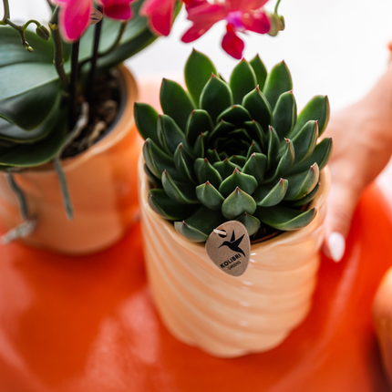 Sukkulente Echeveria Miranda – Grüne Zimmerpflanze – Rosettenform – Ø9cm – Pflegeleicht & Dekorativ