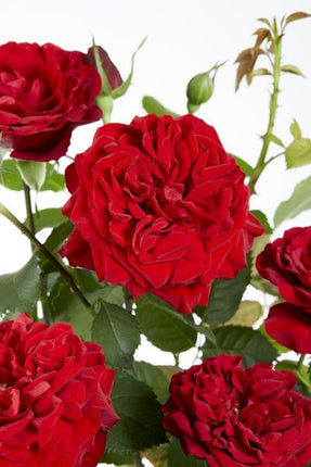 Rose – Crazy in Love 'Rot' – 3 Pflanzen – Ø15cm – Höhe ca. 65cm – Duftende & reich blühende Gartenrose – Romantische Rosenpflanzen für Beet, Terrasse & Balkon