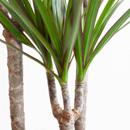Drachenbaum – Dracaena Marginata – ↕95 cm – Ø21 cm-Topf + Design-Topf „Viber“ Grau – Pflegeleichte Zimmerpflanze – Luftreinigend & dekorativ