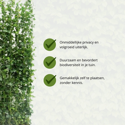 Hedera Hibernica – Efeu Fertighecke – Höhe ca. 180cm – Immergrüne Hecke – dichter Sichtschutz & sofortige Privatsphäre für Garten & Terrasse