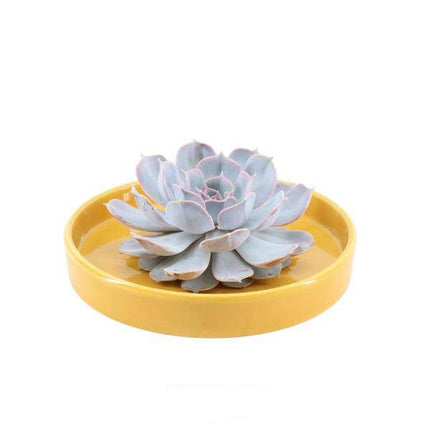 Sukkulente – Echeveria lilacina ROOTLESS – Ø20cm Schale „Gelb“ – Zimmerpflanze ohne Wurzeln – Pflegeleichte Schnitt-Sukkulente als Tischdeko & Geschenkidee