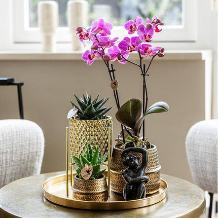 Pflanzenset Hotel Chic – Flieder – Phalaenopsis Orchidee & Sukkulenten – Inklusive Diamond- & Groove-Keramiktöpfe – Mit Monkey Long Tail & goldenem Tablett – Elegantes Zimmerpflanzen-Set