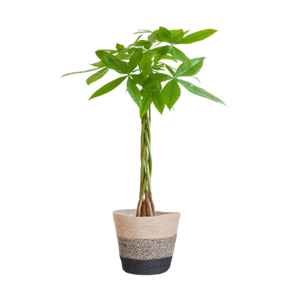 Pachira Aquatica Glückskastanie 80cm – Geldbaum Zimmerpflanze Ø21cm im nachhaltigen Jutekorb Lissabon Schwarz – Dekopflanze für Wohnzimmer Büro