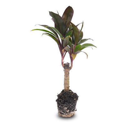 Mini-Palme Cordyline fruticosa Purple Compacta – Terrarienpflanze – Ø6cm – Kompakte Keulenlilie mit violettem Laub – Pflegeleicht & dekorativ
