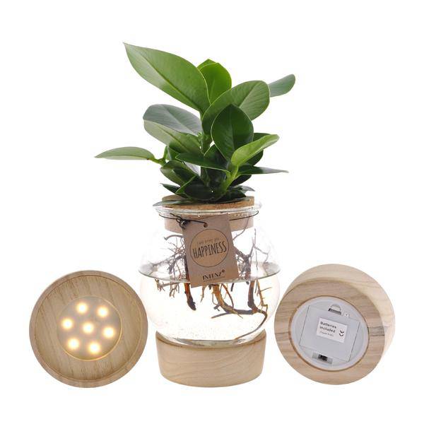 Clusia im sphärischen Glas mit LED & Schnappkorken – Ø12cm – ↕30cm – Pflegeleichte Hydroponie-Zimmerpflanze im dekorativen Glasgefäß – Begrünung für Wohnzimmer, Büro & Geschenkidee