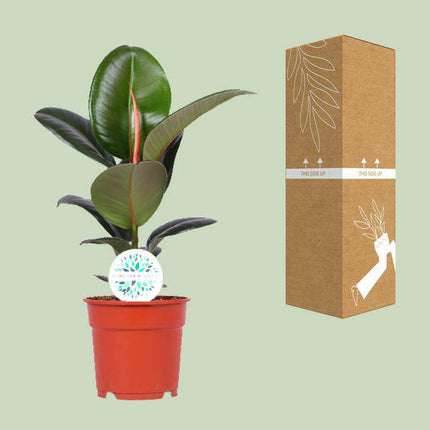 Gummibaum Ficus Elastica Robusta – Zimmerpflanze Ø17cm – ca. 55cm hoch – pflegeleichte Pflanze mit großen glänzenden Blättern für Wohnzimmer, Büro & Innenraum