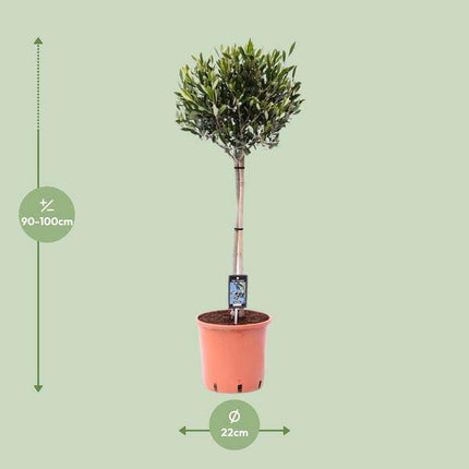 Olivenbaum Olea europaea Gartenpflanze Ø22cm ↕100cm – Pflanze für Garten, Balkon, Terrasse, Kübel & Beet online kaufen