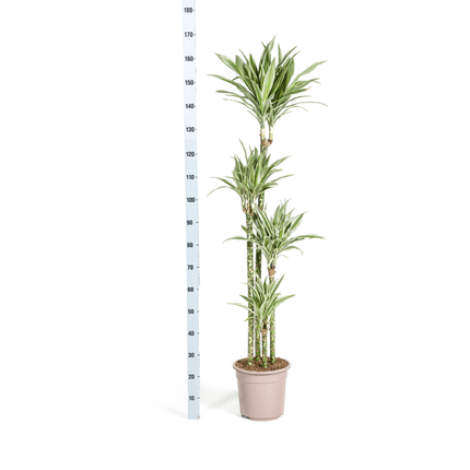 Drachenbaum Dracaena Deremensis White Stripe – Zimmerpflanze – Ø27 cm – Höhe 180 cm – Elegante Blattzeichnung & pflegeleicht