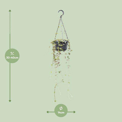 Ceropegia Linearis Remy – String of Hearts – Ø14cm – ↕38cm – Hängende Sukkulente mit herzförmigen Blättern – Luftreinigend & pflegeleicht – Für Innenräume & halbschattige Plätze