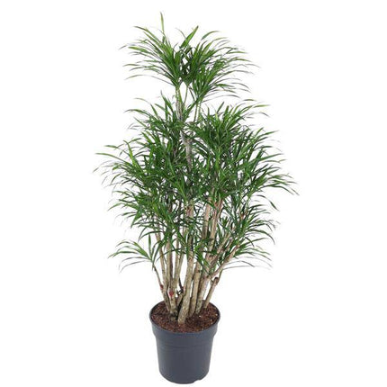 Drachenbaum – Dracaena Anita 160cm – Ø31cm – Verzweigte Zimmerpflanze mit schmalen grünen Blättern – Pflegeleichte Grünpflanze für Wohnzimmer, Büro & Wintergarten
