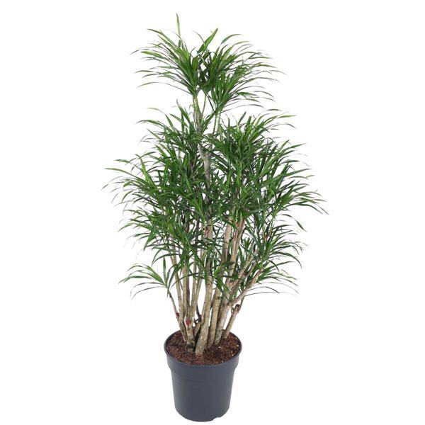 Drachenbaum – Dracaena Anita 160cm – Ø31cm – Verzweigte Zimmerpflanze mit schmalen grünen Blättern – Pflegeleichte Grünpflanze für Wohnzimmer, Büro & Wintergarten