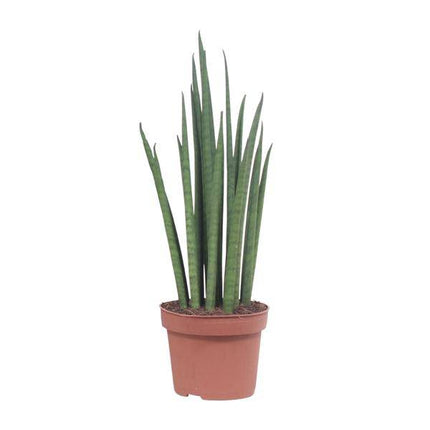 Bogenhanf – Sansevieria Mikado – Zimmerpflanze – Ø12cm – ↕40cm – Schwiegermutterzunge – pflegeleichte grüne Pflanze mit schwertförmigen Blättern