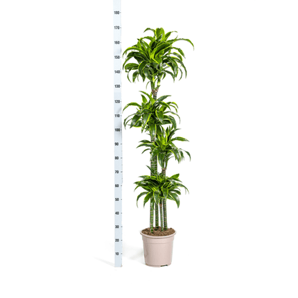 Drachenbaum Dracaena Deremensis Dorado – Zimmerpflanze – Ø27cm Topf – 180 cm Höhe – Elegante, langlebige Blattpflanze