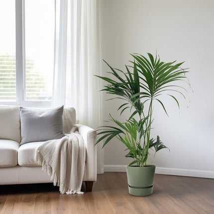 Kentia-Palme Howea Forsteriana – Zimmerpflanze Ø24cm ↕130cm – pflegeleichte tropische Grünpflanze mit eleganten Wedeln für Wohnzimmer Büro & Wintergarten