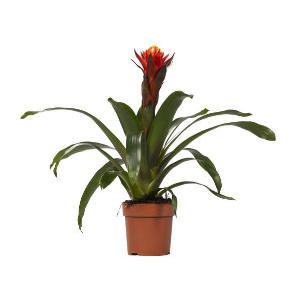 Bromelie – Guzmania Happiness – Zimmerpflanze – Ø12cm – ↕45cm – Exotische Blühpflanze mit leuchtenden Hochblättern – Pflegeleicht & dekorativ