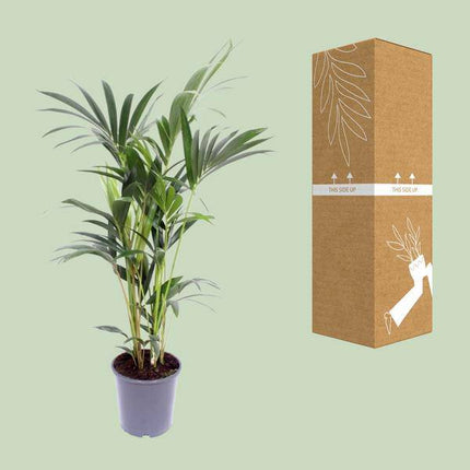 Kentia-Palme – Howea forsteriana – Zimmerpflanze – Ø21cm – ↕120cm – elegante Grünpflanze für Wohnzimmer, Büro & Schlafzimmer – tropische Palme pflegeleicht