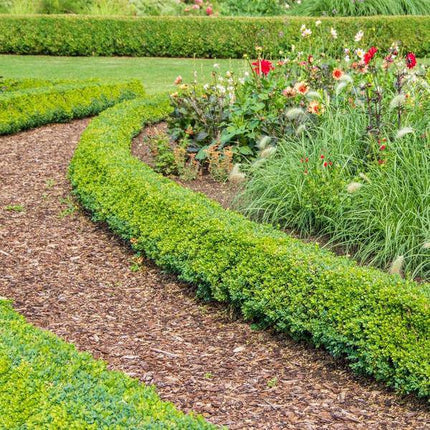 Premium Baumrinde 30-40mm Culvita Französische Seekiefer – hochwertiges Produkt für Pflanzen, Garten, Zuhause, Dekoration & moderne Einrichtung