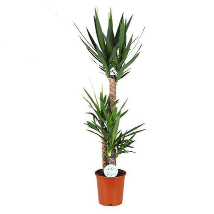 Palmlilie Yucca – Große Zimmerpflanze Ø24 cm – 125 cm hoch – Pflegeleicht & Robust – Ideal für Wohnzimmer & Büro
