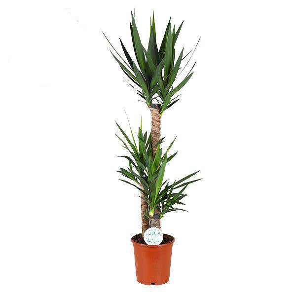 Palmlilie Yucca – Große Zimmerpflanze Ø24 cm – 125 cm hoch – Pflegeleicht & Robust – Ideal für Wohnzimmer & Büro