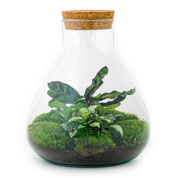 Flaschengarten – DIY Terrarium Sammie – ↕27cm – Selbstversorgendes Pflanzen-Terrarium mit Fittonia & Calathea – Inkl. Glasgefäß, Moos, Erde & Anleitung – Mini-Ökosystem zum Selberbauen