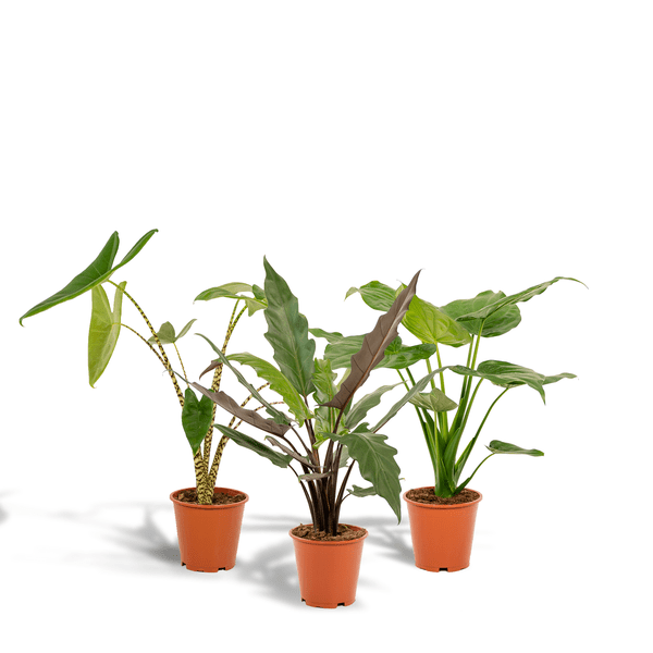 Alocasia Set – Zebrina Ø19cm ↕75cm + Cucullata Ø19cm ↕60cm + Lauterbachiana Ø19cm ↕75cm – Tropische Zimmerpflanzen im 3er Set – Exotische Alocasia für helle Innenräume