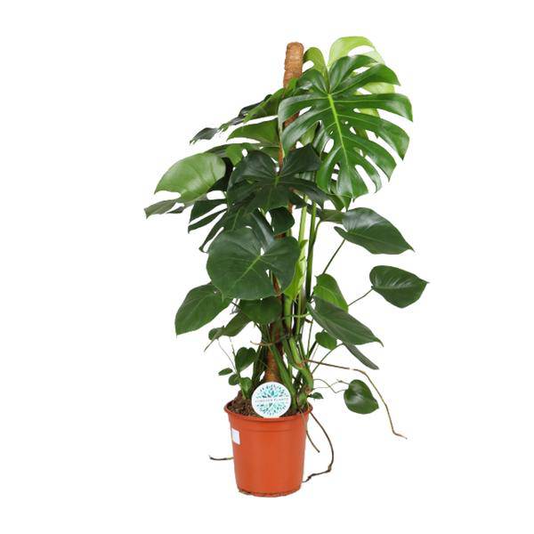 Köstliches Fensterblatt – Monstera Deliciosa – Zimmerpflanze – Ø24cm – ↕105cm – Tropische Grünpflanze mit großen dekorativen Blättern