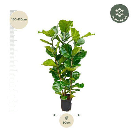 Feigenbaum – Ficus Lyrata Strauch – ca. 165cm hoch – Ø30cm – Geigenfeige als dekorative Zimmerpflanze – XXL Grünpflanze mit großen Blättern – Für Wohnzimmer, Wintergarten & Büro