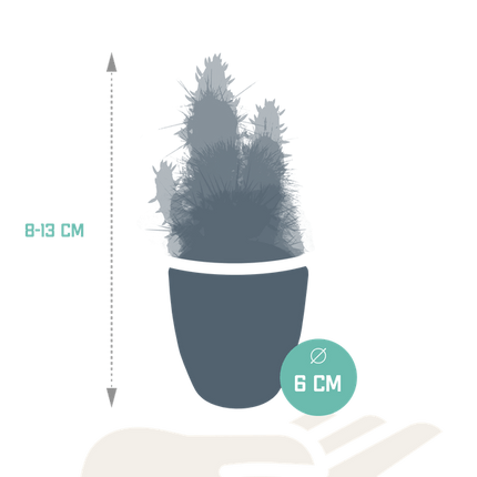 Sukkulenten & Kakteen Mix – 15 Pflanzen Ø5,5cm Zimmerpflanzen im weißen Glas – Verschiedene Mini-Sukkulenten & Kakteen – Pflegeleichte Pflanzen für Fensterbank, Büro & Wohnzimmer