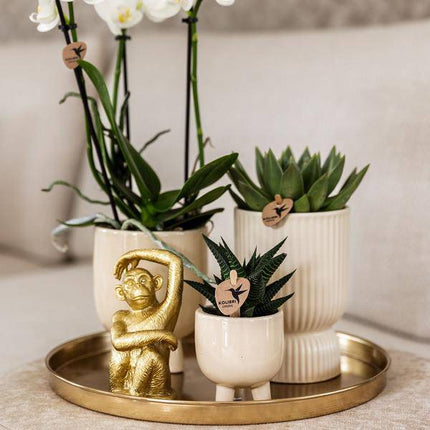 Pflanzenset Luxury Living – Weiße Phalaenopsis-Orchidee Amabilis + Sukkulenten – Travertin Keramik-Ziertöpfe – Inkl. verspieltem Affenzubehör – Trendiges Indoor-Deko-Set