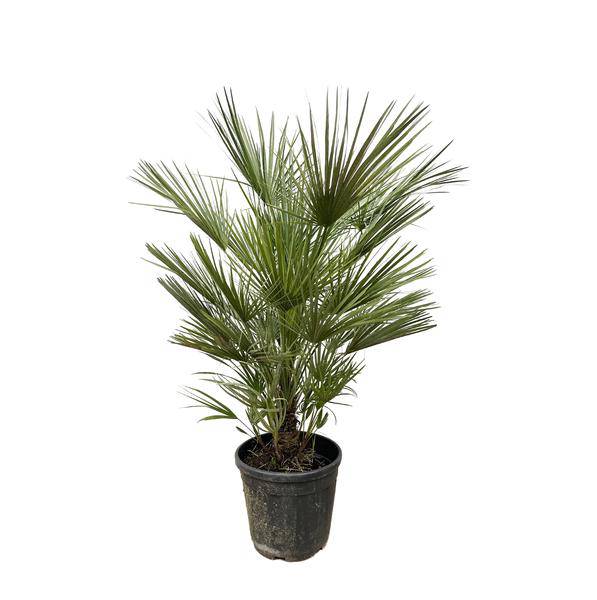Grüne Zwergpalme – Chamaerops Humilis 150cm – Ø30cm – Europäische frostbeständige Palme – Mediterrane Zimmer – & Gartenpflanze für Innen