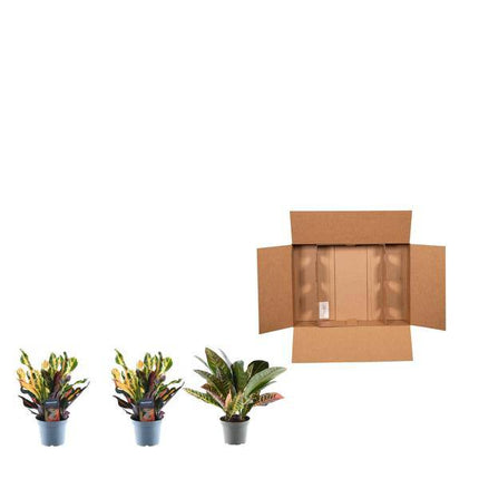 Croton Codiaeum Mix – 3 Pflanzen im Set – Wunderstrauch – Bunte Zimmerpflanzen – Exotische Blattschmuckpflanzen – Ø12cm – ↕30cm