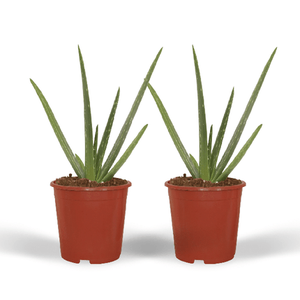 Sukkulente Aloe Vera – 2 Pflanzen – ca. 40cm Höhe – Ø12cm – pflegeleichte Zimmerpflanzen – luftreinigend & dekorativ