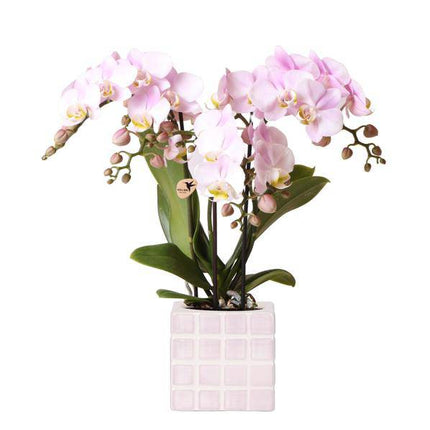 Phalaenopsis Orchidee Rosa ‘Portugal’ – Zimmerpflanze im Mosa Ziertopf Rosa Ø9cm – Pflanzset mit 2–3 Blütenstielen – Stilvolle Deko für Wohnzimmer & Büro