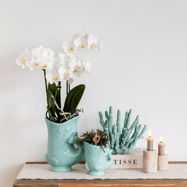Pflanzset Phalaenopsis Orchidee Amabilis Weiß Ø9cm & Sukkulente Crassula Hobbit Ø6cm – In türkisfarbenen Keramik Fish – Töpfen