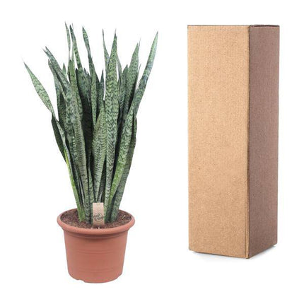 Ceylon – Bogenhanf – Sansevieria Zeylenica – Zimmerpflanze 110cm – Ø35cm – Pflegeleichte Grünpflanze für Wohnzimmer, Büro & Schlafzimmer