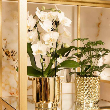 Weiße Phalaenopsis-Orchidee Niagara Fall – Ø9cm – Blühende Zimmerpflanze – Luxuriöse, langlebige weiße Blüten – 35-40cm hoch