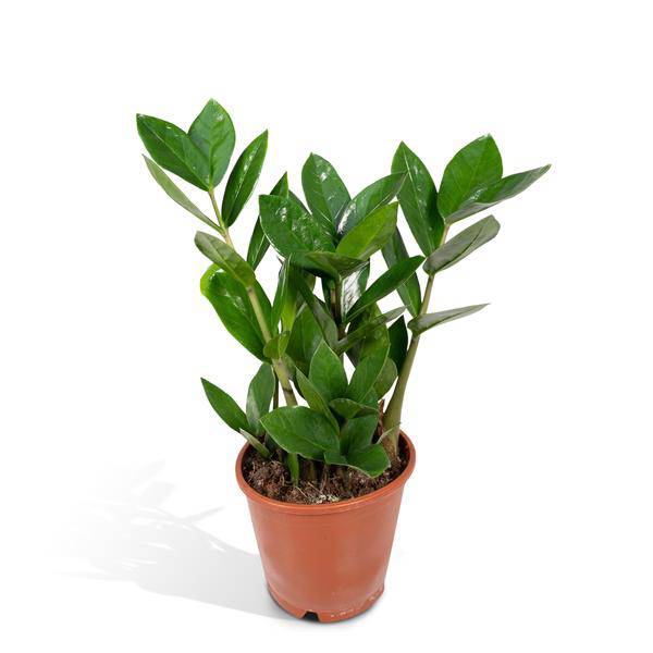 Glücksfeder Zamioculcas – Pflegeleichte Zimmerpflanze – Höhe ca. 35cm – Ø12cm – Immergrün & robust – Für Büro & Wohnung